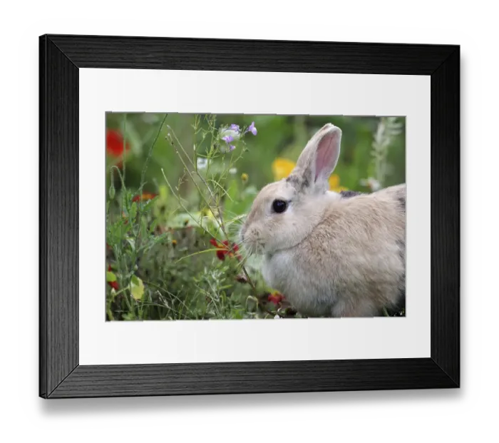 Framed Print : Rabbit (Oryctolagus cuniculus domestica) Framed Print : Rabbit (Oryctolagus cuniculus domestica)