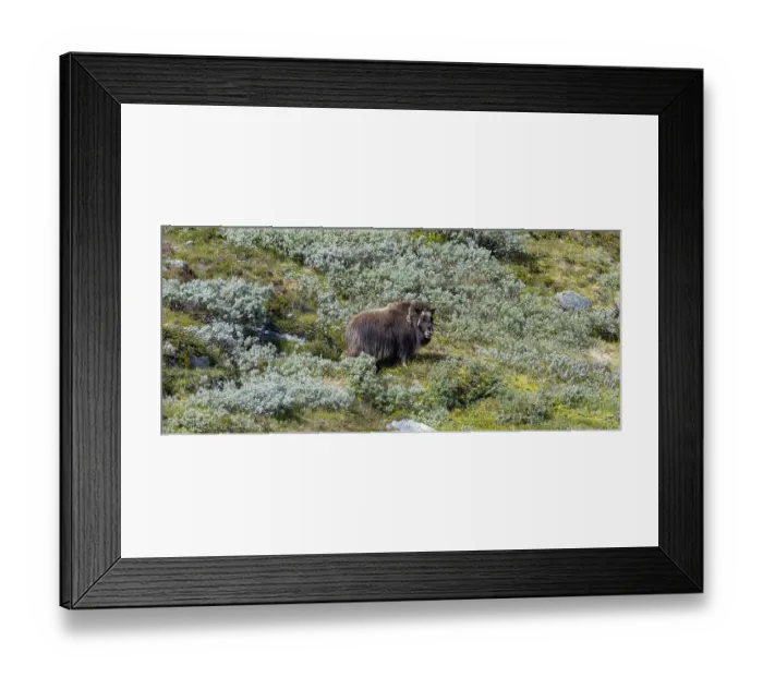 Framed Print : Musk ox (Ovibos moschatus) in the fjell Framed Print : Musk ox (Ovibos moschatus) in the fjell
