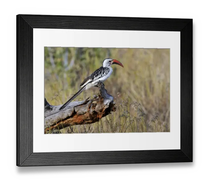 Framed Print : Red-billed Hornbill (Tockus erythrorhynchus) perched on a branch