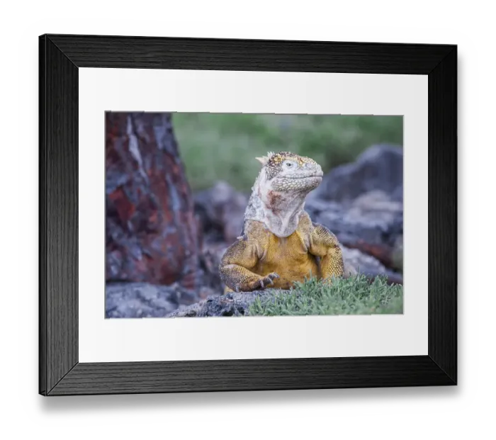 Framed Print : Galapagos Land Iguana (Conolophus subcristatus) Framed Print : Galapagos Land Iguana (Conolophus subcristatus)