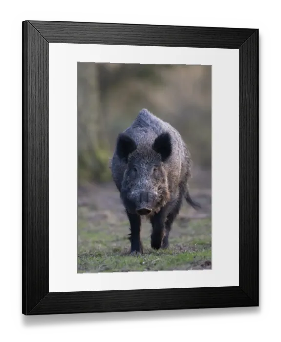 Framed Print : Wild boar boar at the Kirrung. Bitburg Framed Print : Wild boar boar at the Kirrung. Bitburg