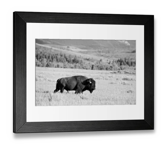 Framed Print : Black and white, American Bison (Bison bison) bull