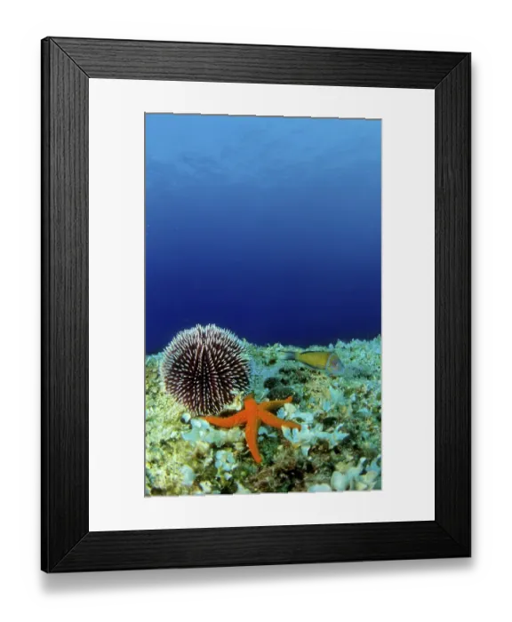 Framed Print : European Edible Sea Urchin (Echinus esculentus) and a seastar (S)