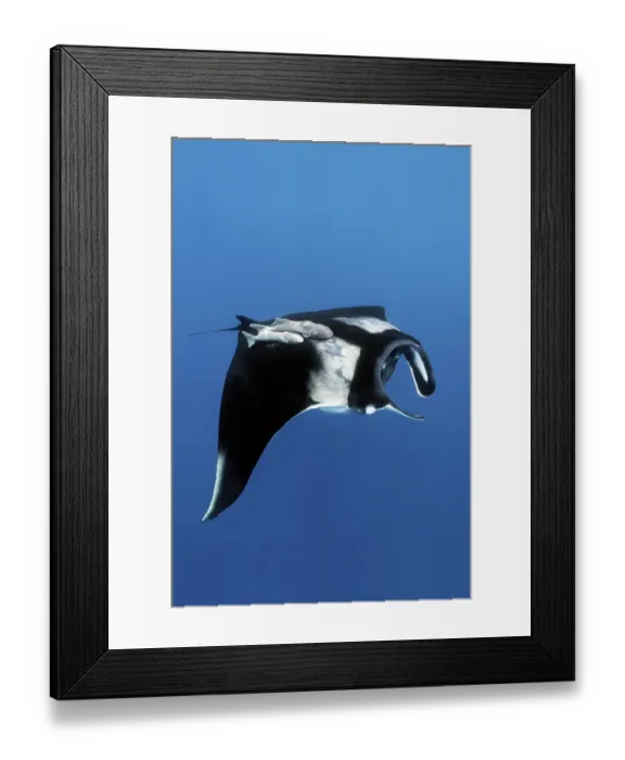 Framed Print : Reef manta ray (Manta alfredi) Framed Print : Reef manta ray (Manta alfredi)