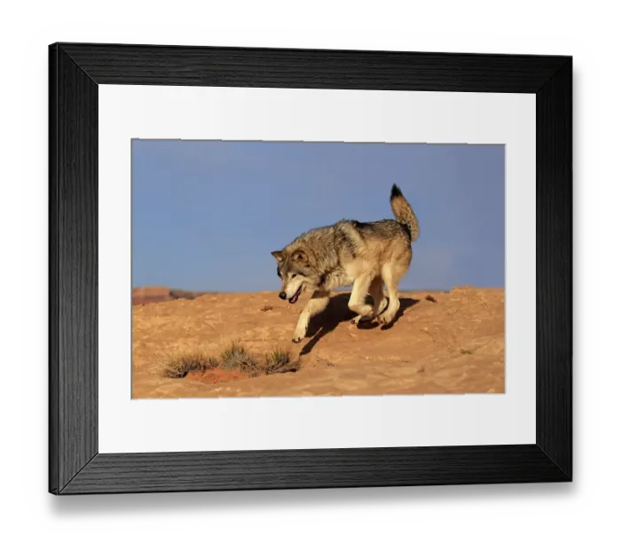 Framed Print : Timbergray wolf (Canis lupus), Monument Valley Framed Print : Timbergray wolf (Canis lupus), Monument Valley