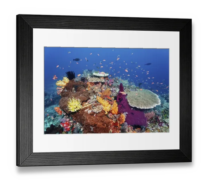 Framed Print : Coral reef, reef top, with various soft corals (Alcyonacea)