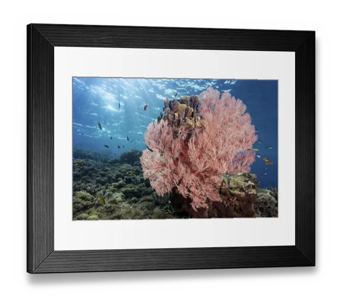Framed Print : Red sea fan (Melithaea) gorgonian with open polyps in backlight on coral reef Framed Print : Red sea fan (Melithaea) gorgonian with open polyps in backlight on coral reef