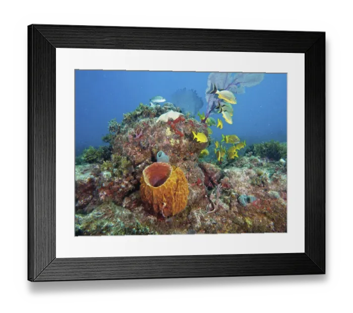 Framed Print : Giant barrel sponge (Xestospongia muta) in typical Caribbean reef landscape Framed Print : Giant barrel sponge (Xestospongia muta) in typical Caribbean reef landscape
