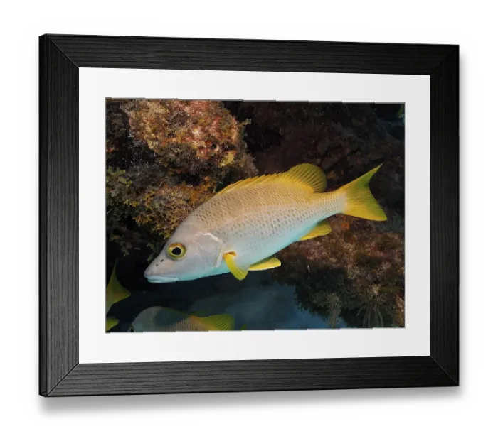 Framed Print : Dogtooth snapper (Lutjanus jocu)