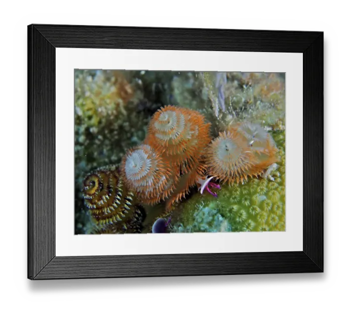 Framed Print : Christmas tree worm (Spirobranchus giganteus) Framed Print : Christmas tree worm (Spirobranchus giganteus)