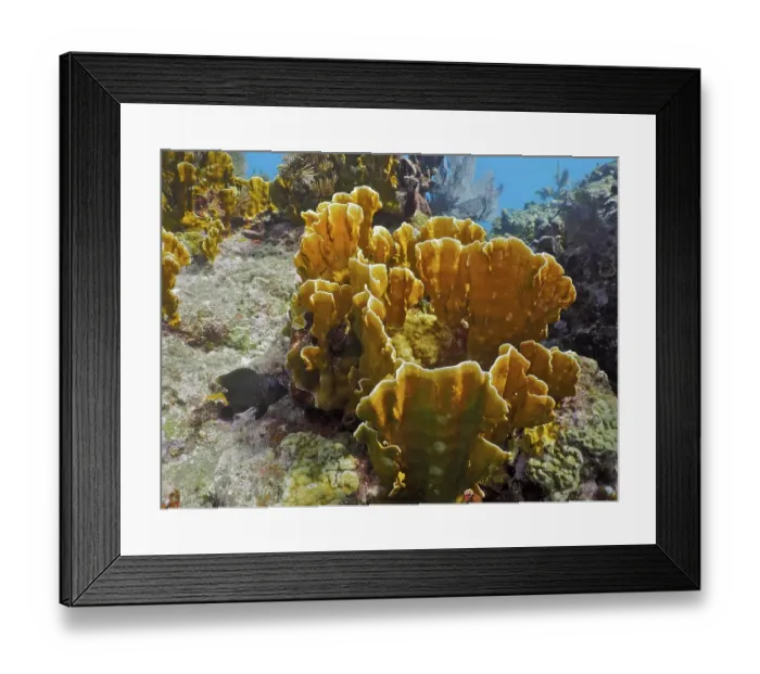 Framed Print : Coarsely structured underwater reef with striking yellow corals