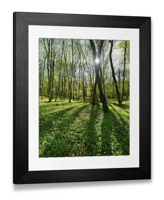 Framed Print : Deciduous forest in spring, sun Framed Print : Deciduous forest in spring, sun