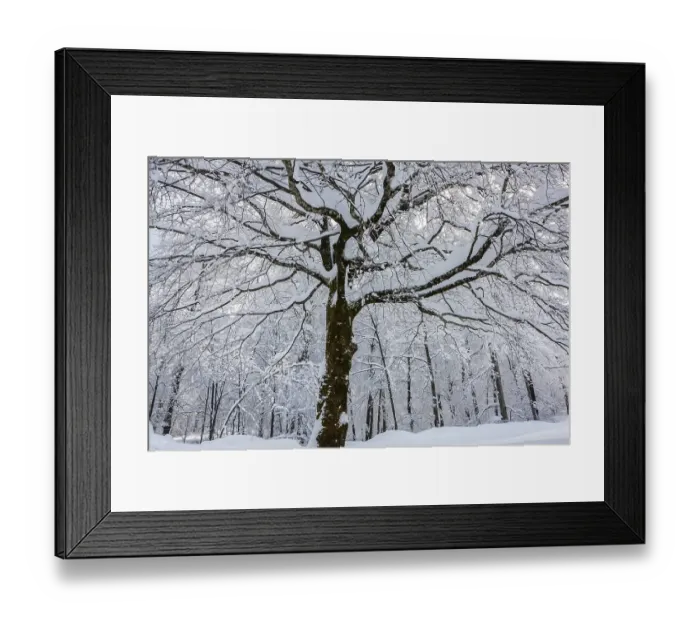 Framed Print : Snow-covered deciduous tree, Plitvice Lakes National Park Framed Print : Snow-covered deciduous tree, Plitvice Lakes National Park
