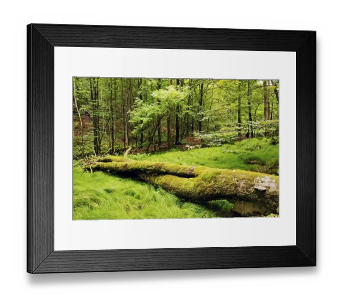 Framed Print : Primeval forest in the Vessertal valley Framed Print : Primeval forest in the Vessertal valley