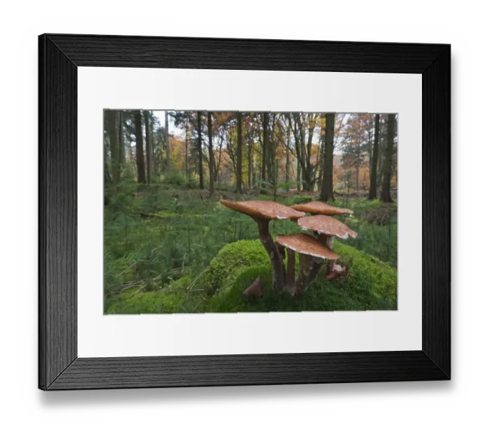 Framed Print : Common Armillaria (Armillaria solidipes) on moss Framed Print : Common Armillaria (Armillaria solidipes) on moss