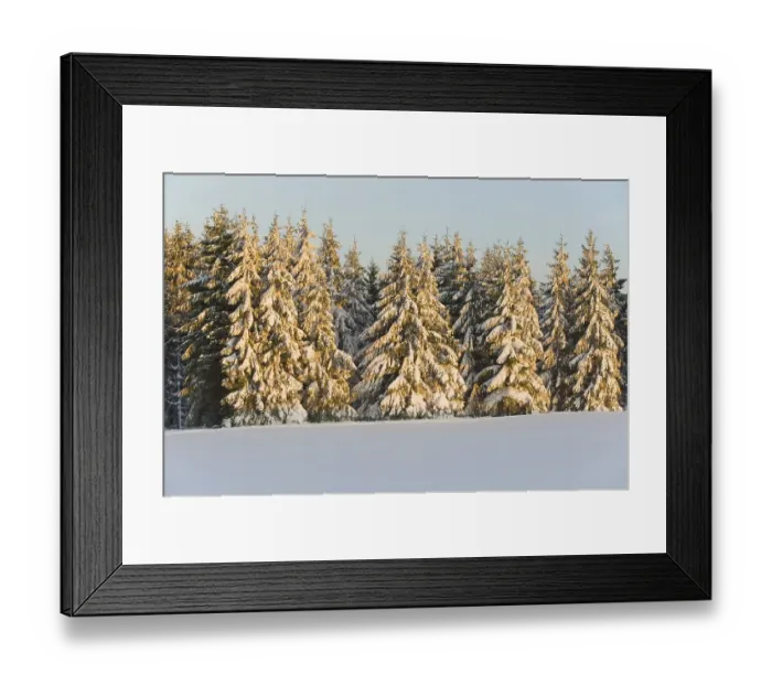Framed Print : Norway spruce (Picea abies) covered with snow in the evening light