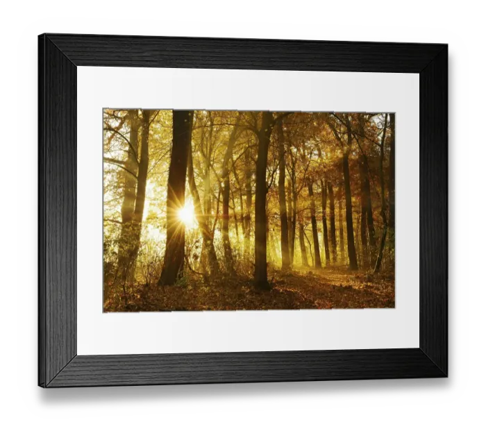 Framed Print : Sun shines through natural deciduous forest of oaks and beeches in autumn