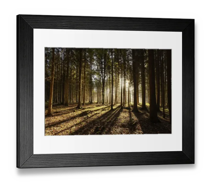 Framed Print : Autumn Forest, Morning, Black Forest Framed Print : Autumn Forest, Morning, Black Forest