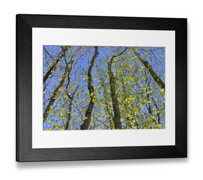 Framed Print : Tree trunks, deciduous forest in spring