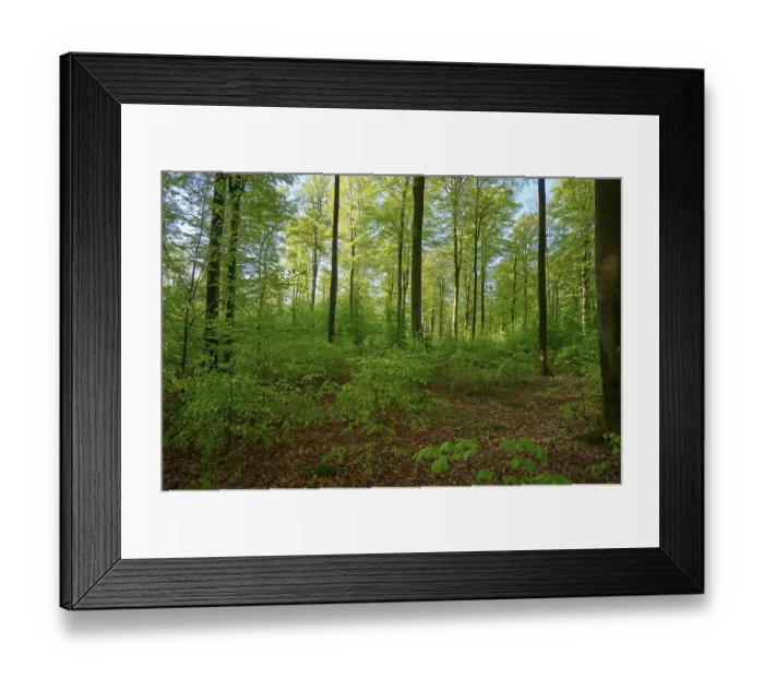 Framed Print : Forest, Beech, Morning, Spring Framed Print : Forest, Beech, Morning, Spring