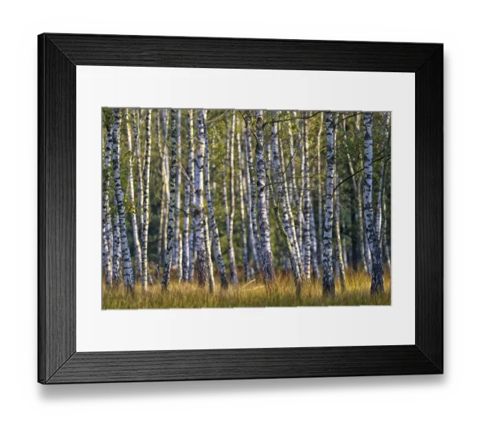 Framed Print : Warty birch (Betula pendula) with grass Framed Print : Warty birch (Betula pendula) with grass