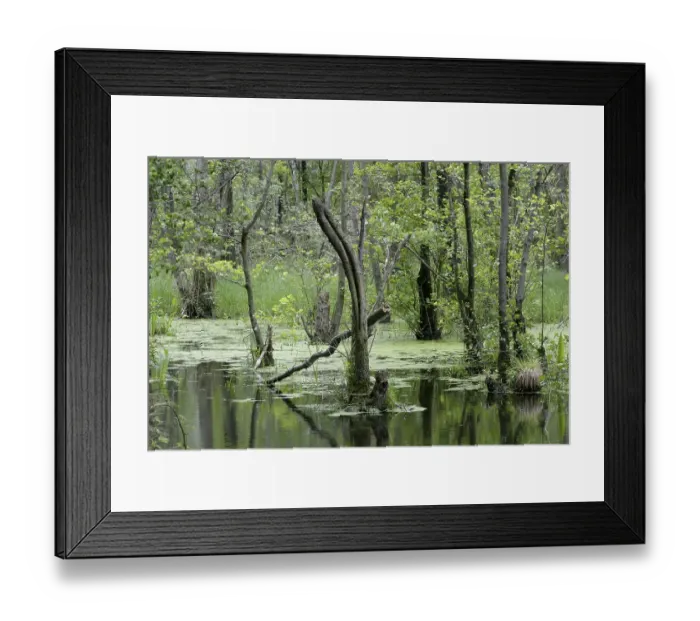 Framed Print : Alder wood with standing water