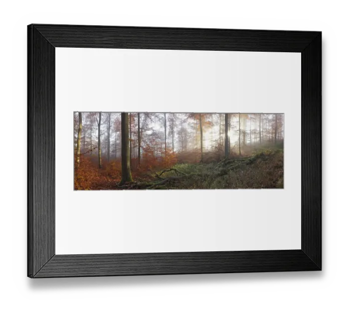 Framed Print : Beech forest in autumn, morning atmosphere