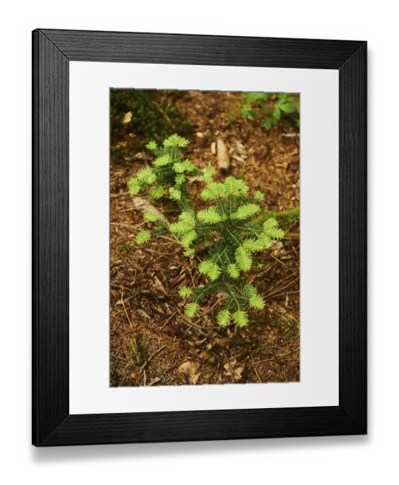 Framed Print : European silver fir (Abies alba) or silver fir tree growing in a forest Framed Print : European silver fir (Abies alba) or silver fir tree growing in a forest