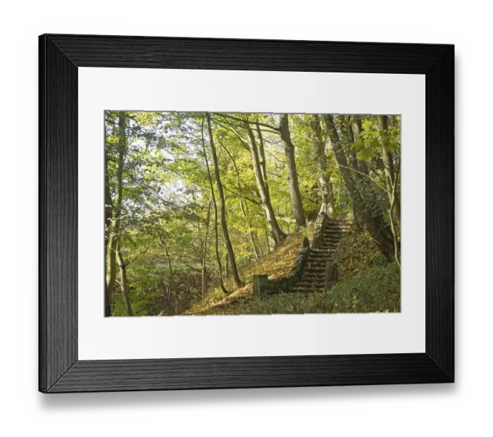 Framed Print : Stairs in an autumnal forest, Lueneburg