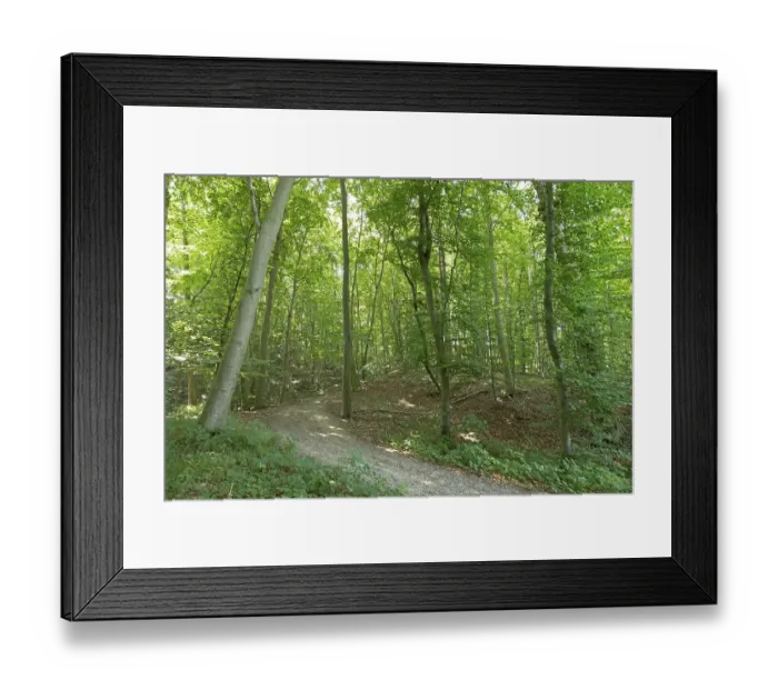 Framed Print : Forest, Goehren, Ruegen Island