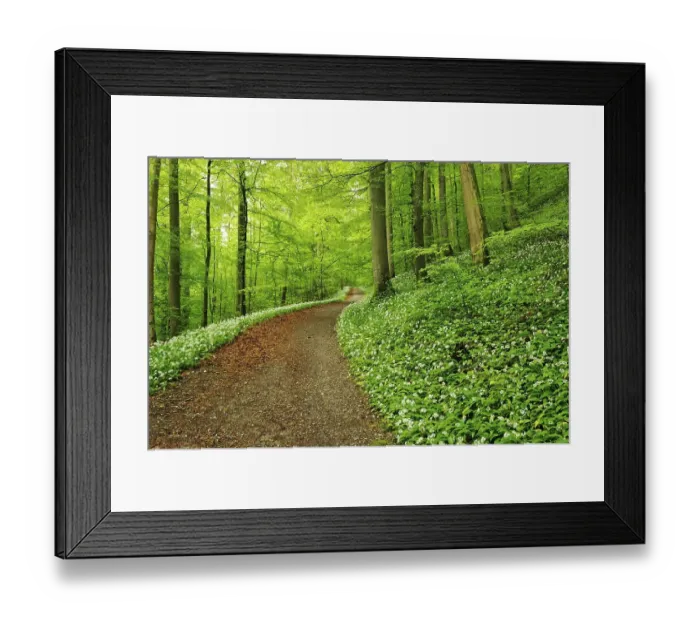 Framed Print : Blossoming Wild Garlic (Allium ursinum) in Sihlwald Forest near Zurich Framed Print : Blossoming Wild Garlic (Allium ursinum) in Sihlwald Forest near Zurich