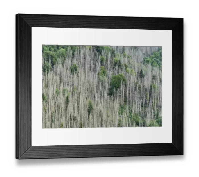 Framed Print : Forest dieback, dead spruce (Picea)