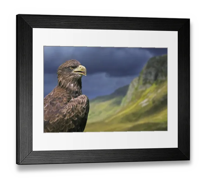 Framed Print : Golden eagle (Aquila chrysaetos) close-up portrait in the Scottish Highlands