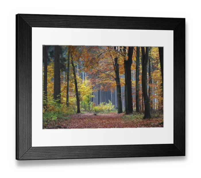 Framed Print : Forest path in an mixed forest of European Beech Trees (Fagus sylvatica) and Norway Spruce Trees (Picea abies) Framed Print : Forest path in an mixed forest of European Beech Trees (Fagus sylvatica) and Norway Spruce Trees (Picea abies)