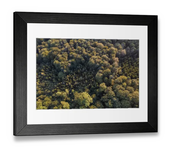 Framed Print : Aerial view, bird's eye view of mixed forest Framed Print : Aerial view, bird's eye view of mixed forest