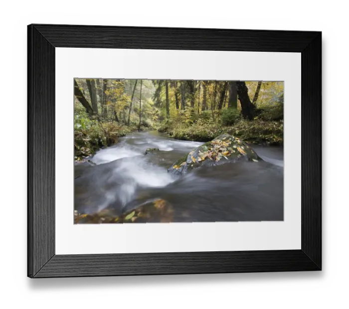 Framed Print : River Selke flowing through autumn forest Framed Print : River Selke flowing through autumn forest