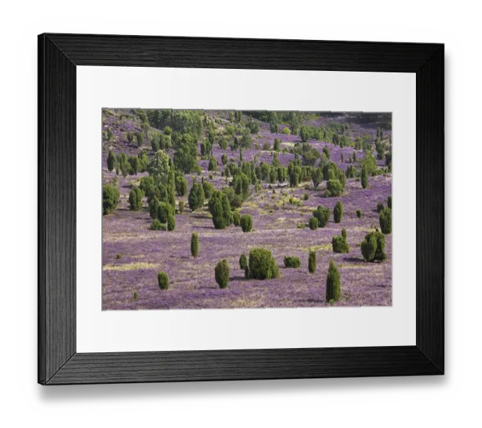 Framed Print : Lueneburg Heath, Lunenburg Heathland showing common juniper (Juniperus communis) trees and heather (Calluna vulgaris) Framed Print : Lueneburg Heath, Lunenburg Heathland showing common juniper (Juniperus communis) trees and heather (Calluna vulgaris)
