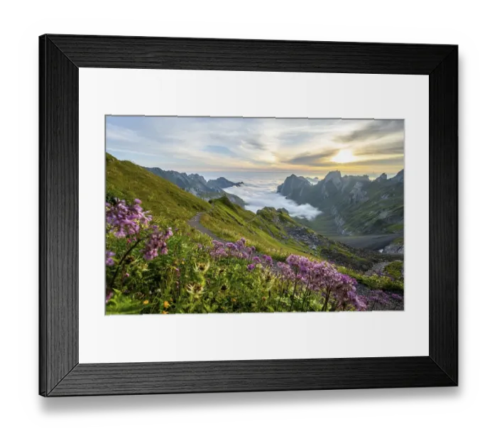 Framed Print : Purple flowers on a mountain meadow Framed Print : Purple flowers on a mountain meadow