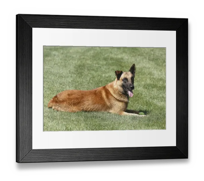 Framed Print : Malinois (Canis lupus familaris)