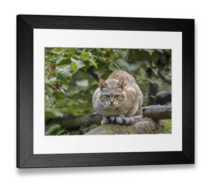 Framed Print : Arabian wildcat, Gordon's wildcat (Felis lybica lybica) (Felis silvestris gordoni)