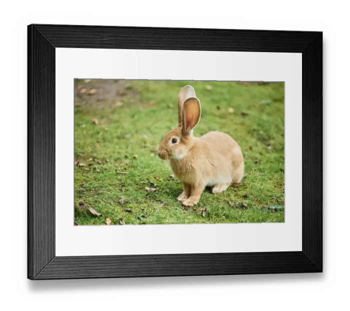 Framed Print : Domesticated rabbit (Oryctolagus cuniculus forma domestica) on a meadow Framed Print : Domesticated rabbit (Oryctolagus cuniculus forma domestica) on a meadow