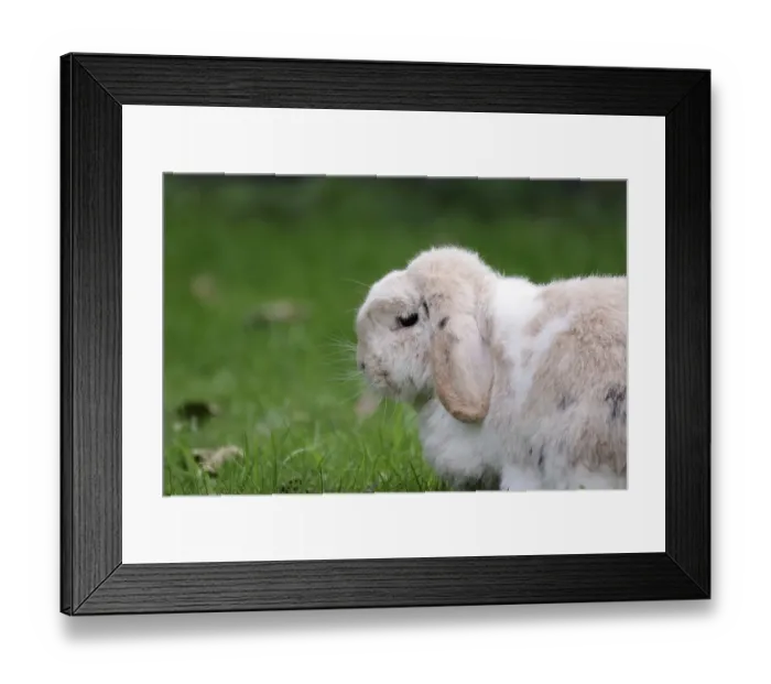 Framed Print : Rabbit, ram rabbit, floppy ears Framed Print : Rabbit, ram rabbit, floppy ears