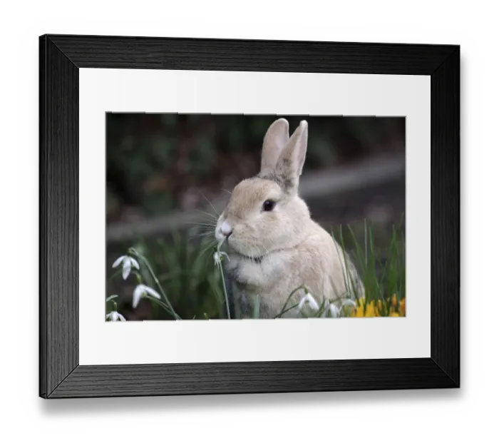 Framed Print : Rabbit (Oryctolagus cuniculus forma domestica) Framed Print : Rabbit (Oryctolagus cuniculus forma domestica)