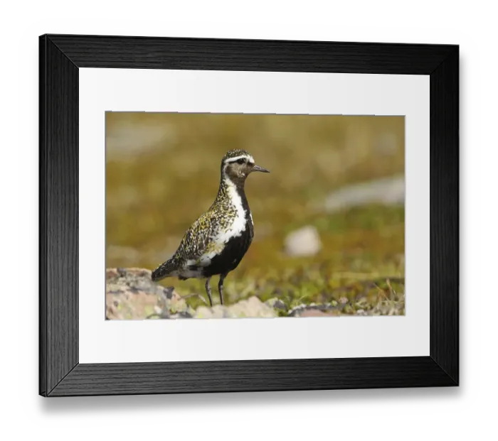 Framed Print : European golden plover (Pluvialis apricaria) in Tundra