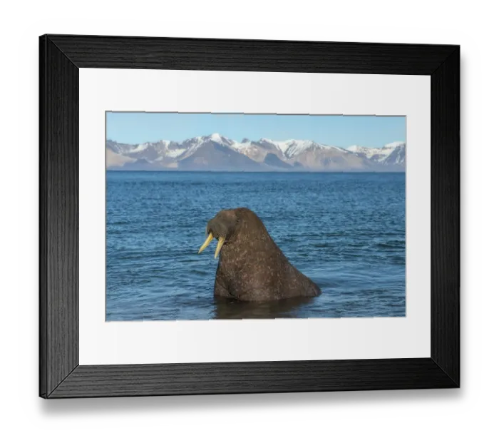 Framed Print : Walrus (Odobenus rosmarus) in water