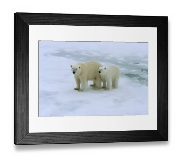 Framed Print : Polar bears (Ursus maritimus), mother with cub on melting ice floe Framed Print : Polar bears (Ursus maritimus), mother with cub on melting ice floe