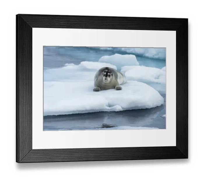 Framed Print : Bearded Seal (Erignathus barbatus) laying on pack ice