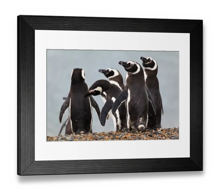 Framed Print : Magellanic penguins (Spheniscus magellanicus) Framed Print : Magellanic penguins (Spheniscus magellanicus)