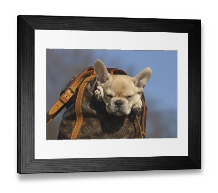 Framed Print : French Bulldog, 12 weeks, in a rucksack, sleeping