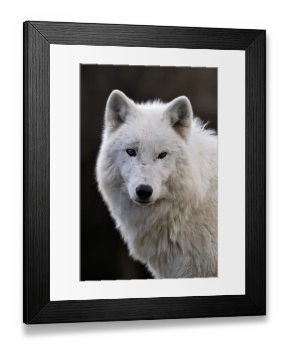 Framed Print : Arctic Wolf (Canis lupus arctos), portrait